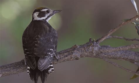 Arizona Woodpecker Guide (Leuconotopicus arizonae) - Birding Insider