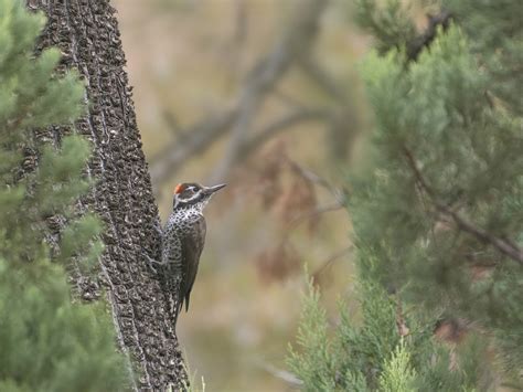 Arizona Woodpecker - eBird