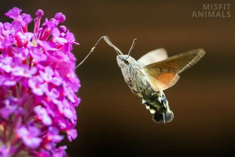 Types Of Flying Insects & Bugs (Identification)