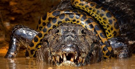 Anaconda wrestles with caiman in rare reptilian showdown | Animal ...