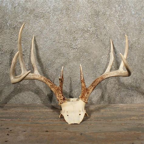 Whitetail Deer Antler Plaque #10988 - The Taxidermy Store