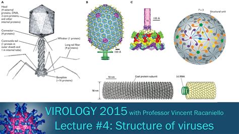 Virus Structure