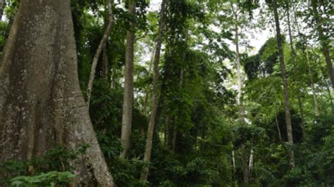 IDANRE FOREST RESERVE – Ondo State Ministry of Culture and Tourism