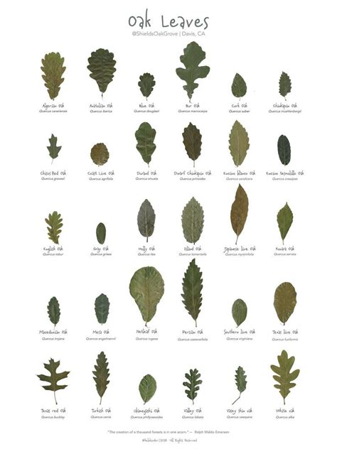 Oak Leaves Poster Printed Version - Etsy | Leaf identification, Tree ...