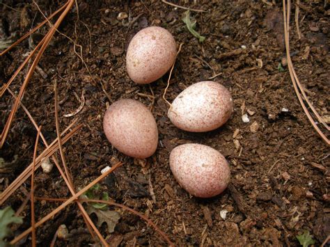 Jenny Wren eggs...found them when I cleaned out the wren box in the ...