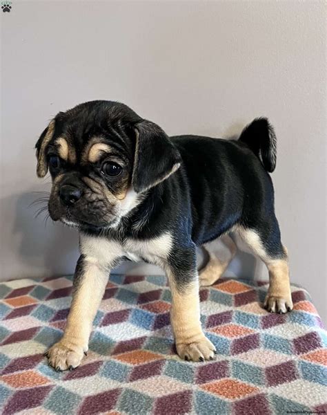 Puggle Puppies For Sale | Greenfield Puppies