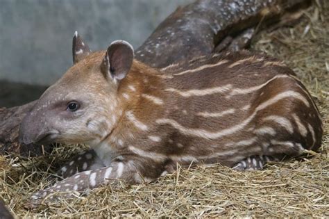 50 Tapir Facts: The Gardeners Of The Forest - Facts.net