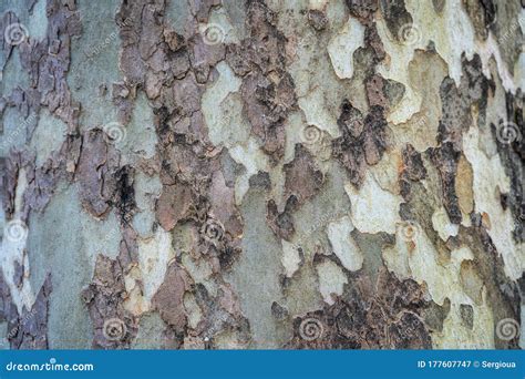 Sycamore Bark Background. Close Up of Sycamore Tree Stock Image - Image ...