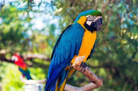 Bird Identification: Common Blue Parrot Species