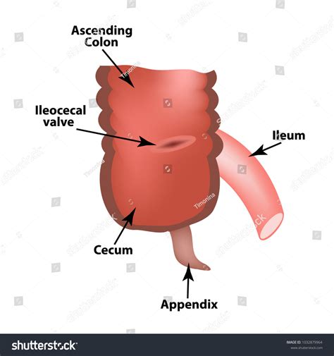 Ileocecal Valve Photos and Images & Pictures | Shutterstock