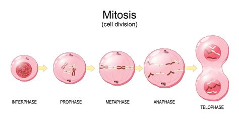 Pembelahan Sel Amitosis, Mitosis, dan Meiosis: Proses dan Jenis ...