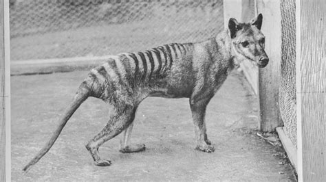 Tasmanian Tigers Could Still Have Been Alive in the 2000s, Scientists Argue