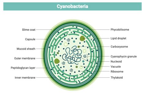 Cyanobacteria Structure | BioRender Science Templates