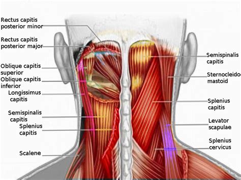 Posterior Trigger Points Neck