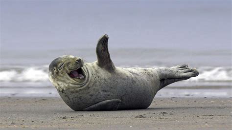 Laughing seal HD desktop wallpaper : Widescreen : High Definition ...