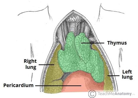 The Anterior Mediastinum - Borders - Contents - TeachMeAnatomy