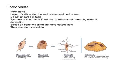 Osteocyte Cell