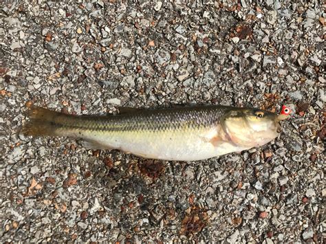 Species #91 — Creek Chub – CaughtOvgard