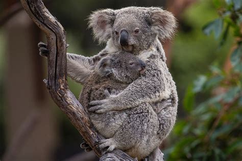 A Koala Snuggles With His Mom from Meet 3 Adorable Baby Beavers | Koala ...