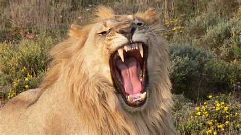 A lion's roar can be heard from five miles away. | Lion facts, Huge cat ...