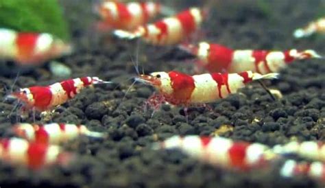 How to Start: Shrimp Aquarium for Beginners - Shrimp and Snail Breeder