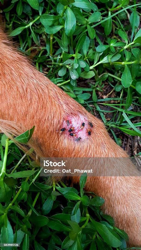 Many Flies On The Leg Of A Dog Stock Photo - Download Image Now - Bot ...