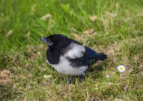 Die Elster im Kleingarten – Unsere Gartenvögel