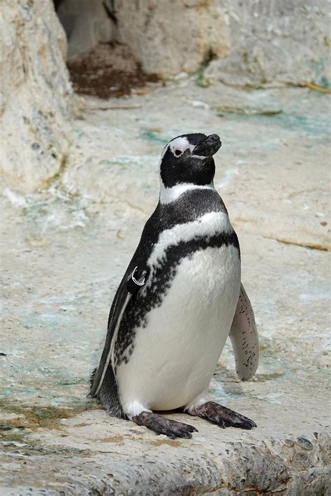 Magellanic penguin - Wikipedia