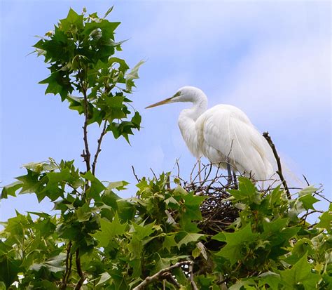 Nesting Egret Photograph by John Johnson - Pixels