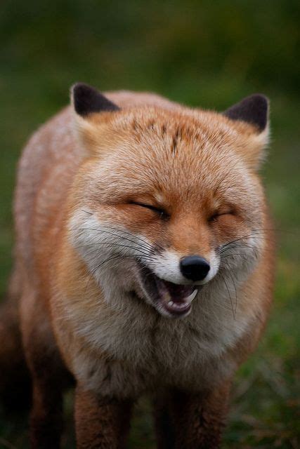 RandomFox