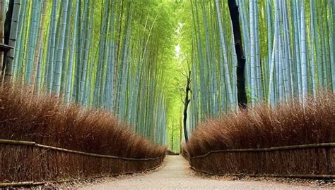 Arashiyama Bamboo Grove | Get Yourself Lost In Nature - Red Outer Space