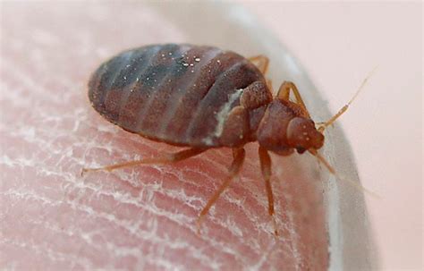 Preventing bed bugs: Here are 10 tips to keep the pests away - silive.com