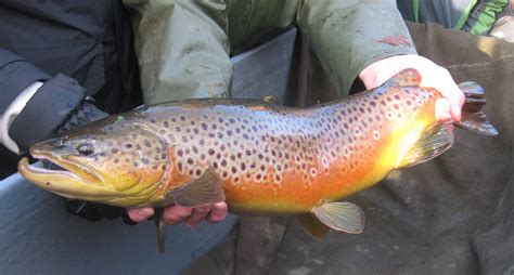 Sustainable Fish Farming: Brown Trout Spawning