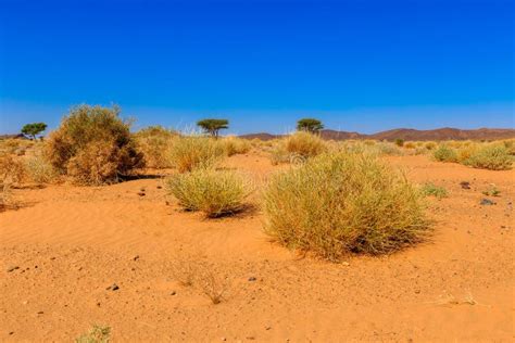 Plants in the Sahara Desert Stock Image - Image of summer, africa: 68201647