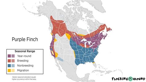 House Finch vs Purple Finch | Learn to identify House and Purple Finches