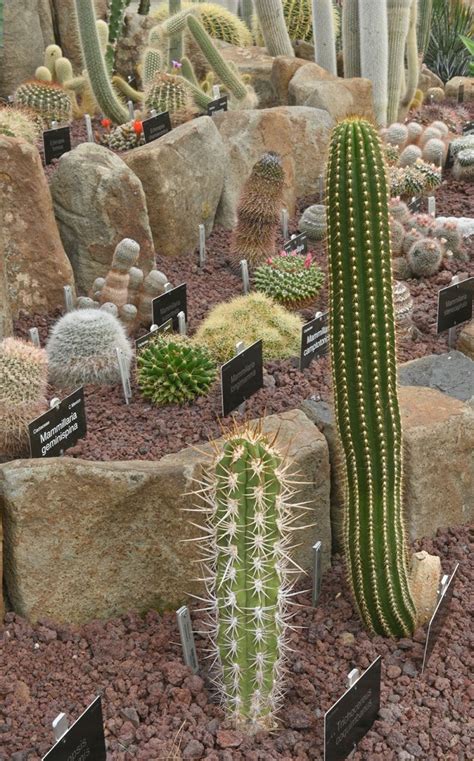 Arid Plants Spring to Life | Dunedin Botanic Garden Official Website