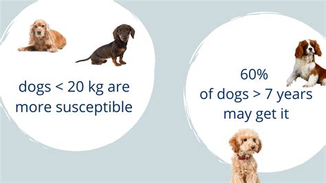 Heart murmur in dogs: symptoms and how to treat it | Boehringer Ingelheim