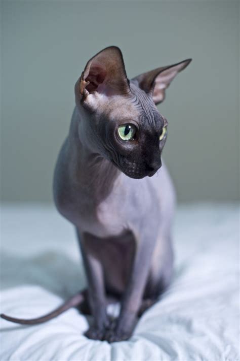 Sphynx Hairless Cat Breed Information and 30 Photos | FallinPets