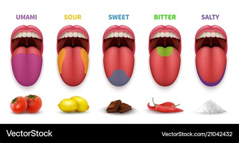 Realistic Tongue With Basic Taste Tasting Map In Human Mouth Sw By ...