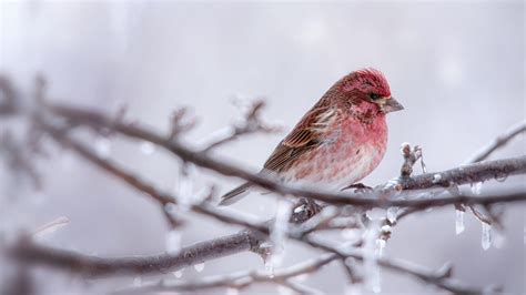 Winter Bird Feeding Tips