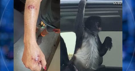 Pet spider monkey attacks South Florida Home Depot employee ...