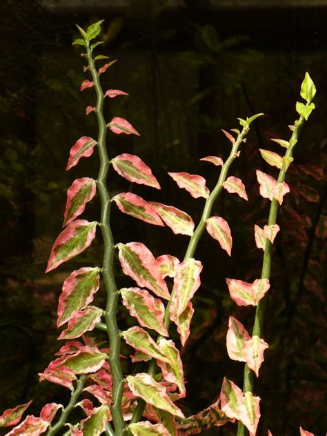 Variegated Red Bird Cactus, Red Slippers Spurge, Devil's Backbone ...