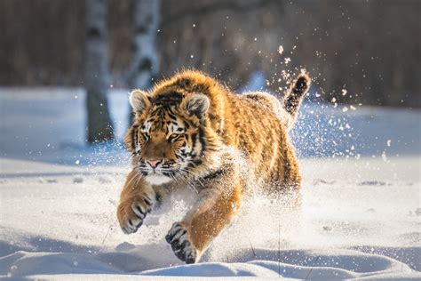 Cute Tiger Cub Running, HD Animals, 4k Wallpapers, Images, Backgrounds ...