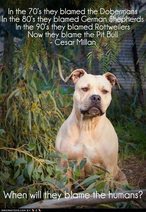 Cesar Millan Quotes And Sayings. QuotesGram