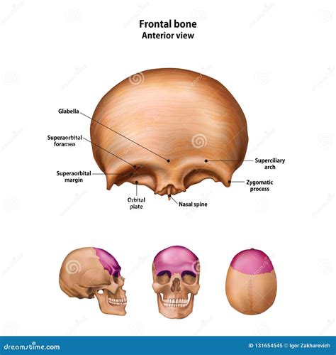 Frontal Bone Stock Photography | CartoonDealer.com #8016206