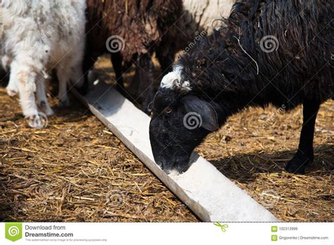 Animals on a rural farm stock image. Image of rural - 102313999