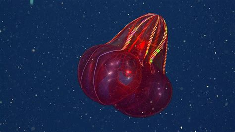 'Bloody-Belly Comb Jelly' Is a Macabre Blob of the Deep - Nerdist