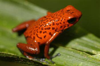 Amphibians endangered: More than 120 species already gone extinct in 25 ...