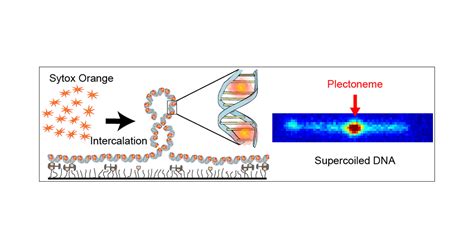 Intercalation-Based Single-Molecule Fluorescence Assay To Study DNA ...