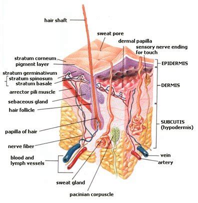 abrasions :: www.forensicmed.co.uk